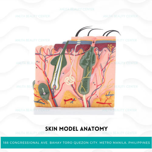 SKIN MODEL ANATOMY